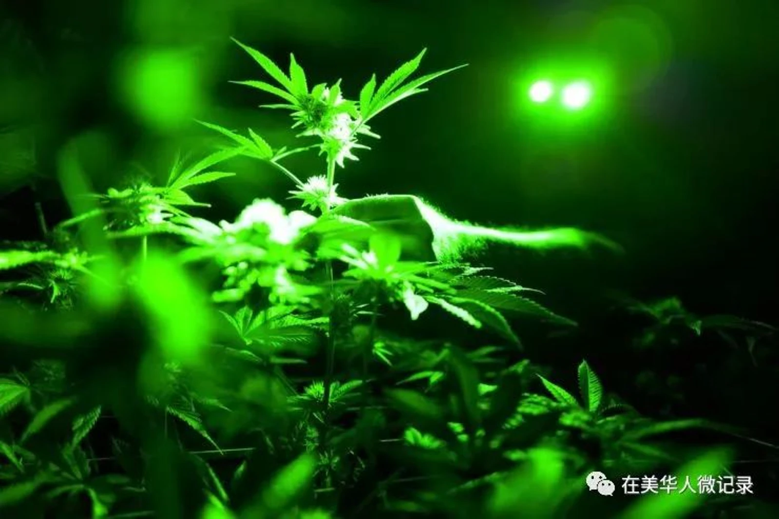 加州囚犯在牢里可以持有大麻,但有一个条件...