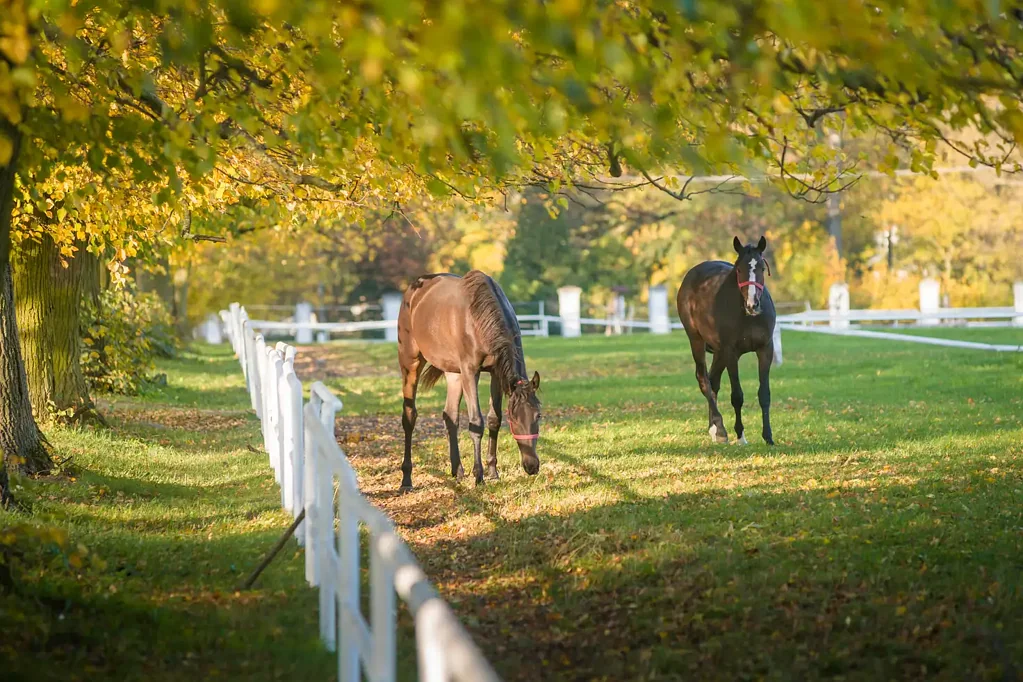 Langwarrin Elite 6.93-Acre Opportunity in Langwarrin's Prestigious Setting!