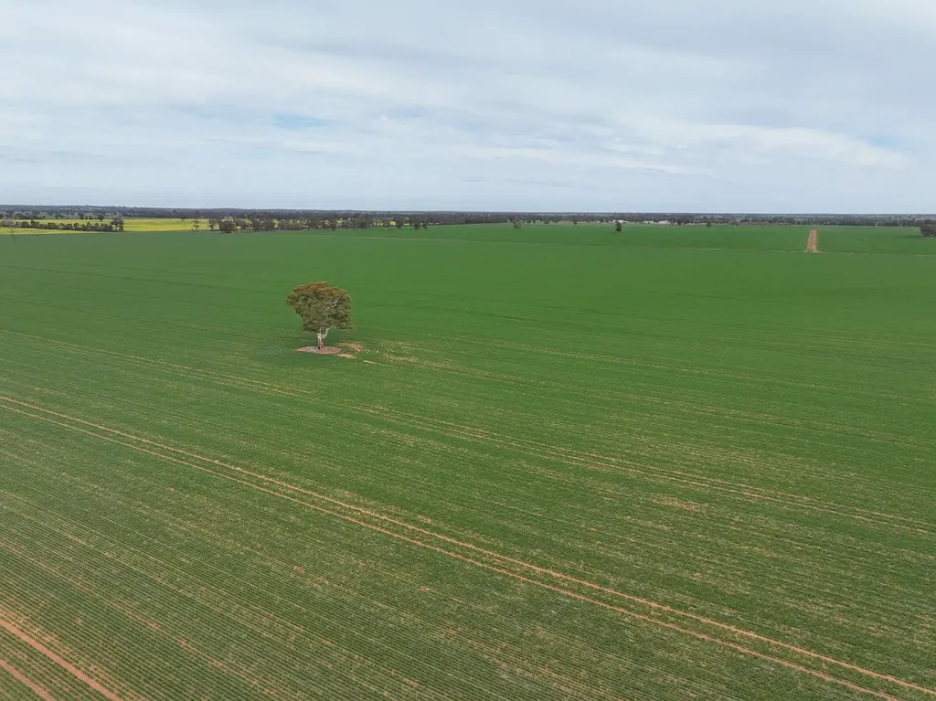 Coolamon  EXCEPTIONAL COOLAMON PROPERTY