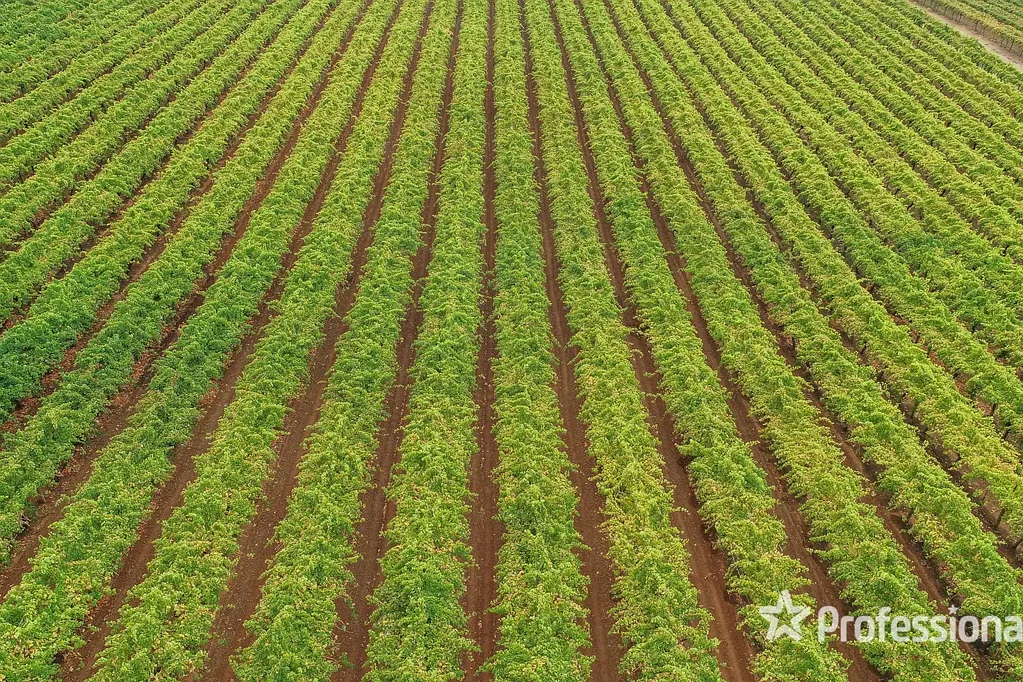 Monak  31.58Ha World Class Table Grape Property