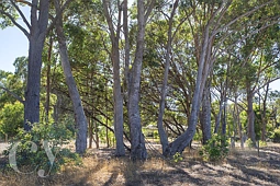 4 Oracle Vista, Cowaramup