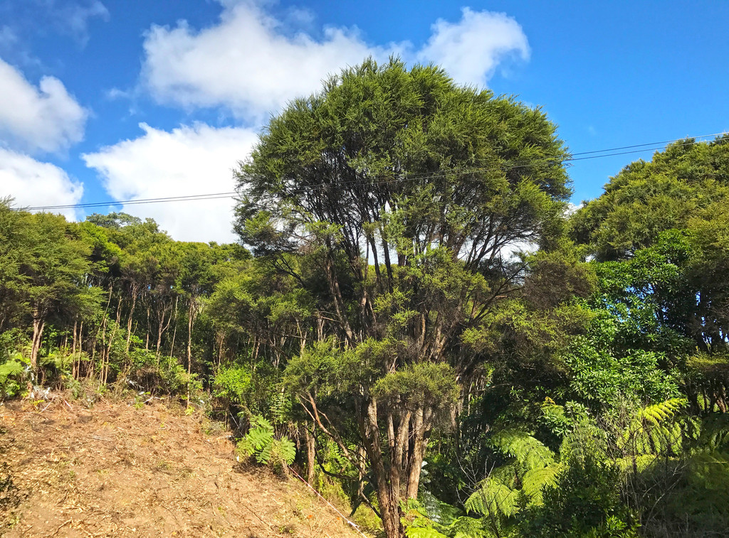 5 View Road, Ostend, Auckland, 0 chambres, 0 salles de bain