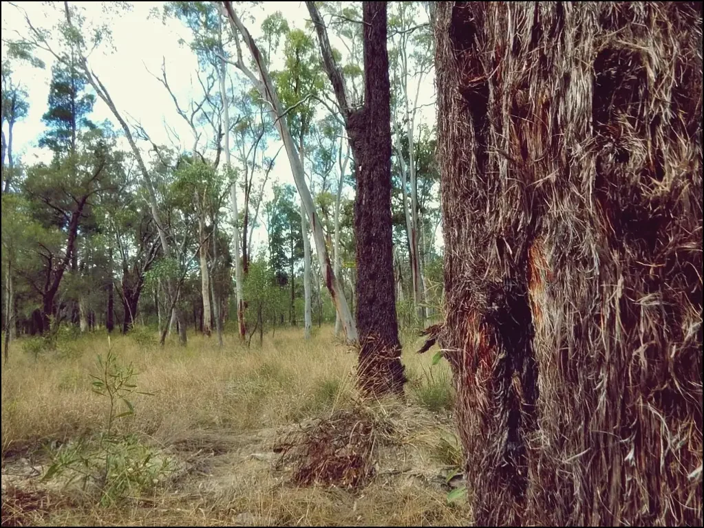 Cypress Gardens Affordable Living, Peaceful Bushland, Self-Sufficiency. Seasonal creek, Fenced, 27.8acs (11.25ha) Amazing different trees.