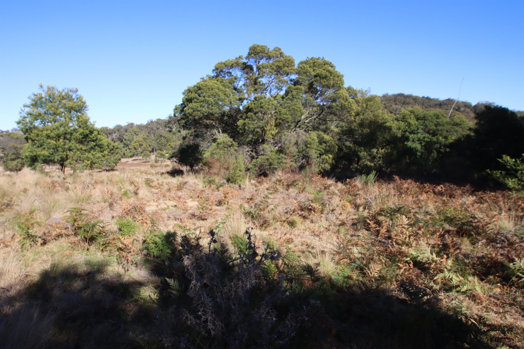 9 MOUNT MCKENZIE LOOKOUT RD, TENTERFIELD NSW 2372, 0 રૂમ, 0 બાથરૂમ, Section