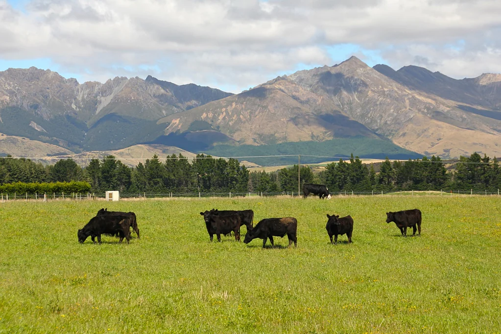 Manapouri Diverse Grazing Block