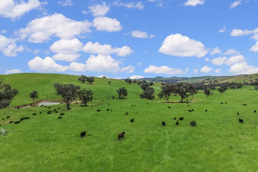 Woodstock  HIGH QUALITY, TABLELANDS SECURE GRAZING!