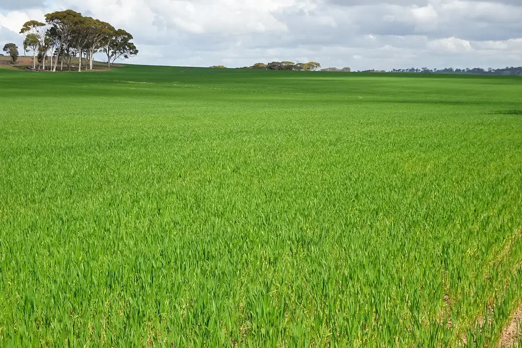 East Pingelly More Land At Pingelly