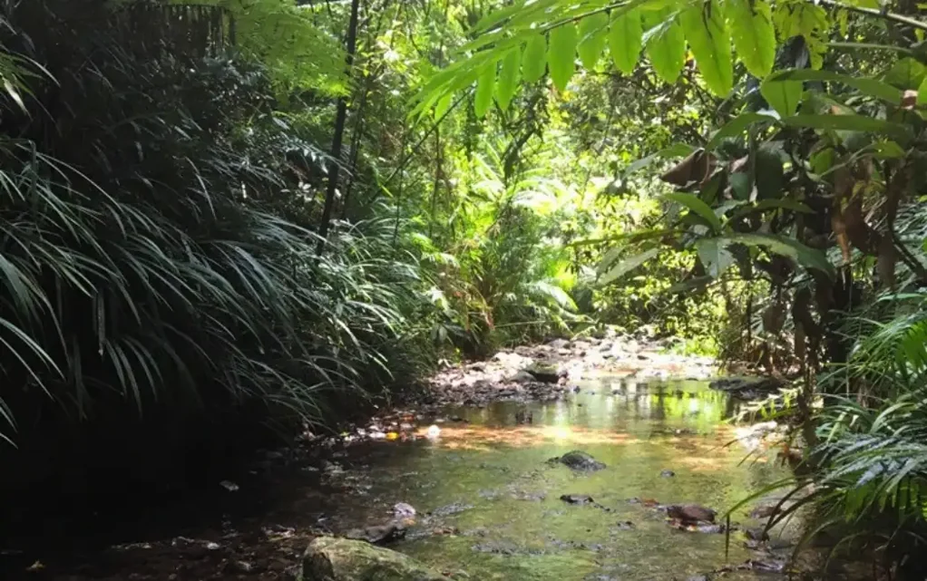 Daintree A HECTARE OF LAND WITH A CREEK IN THE DAINTREE