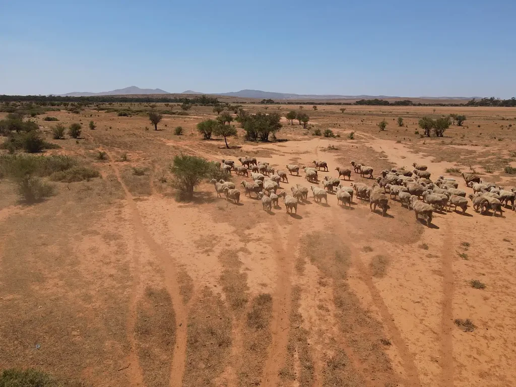 Orroroo  Productive Farming Opportunity