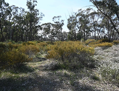 LOT 17/A KURTING KINGOWER ROAD, Kingower, Bendigo, 0 कमरे, 0 बाथरूम, Lifestyle Property