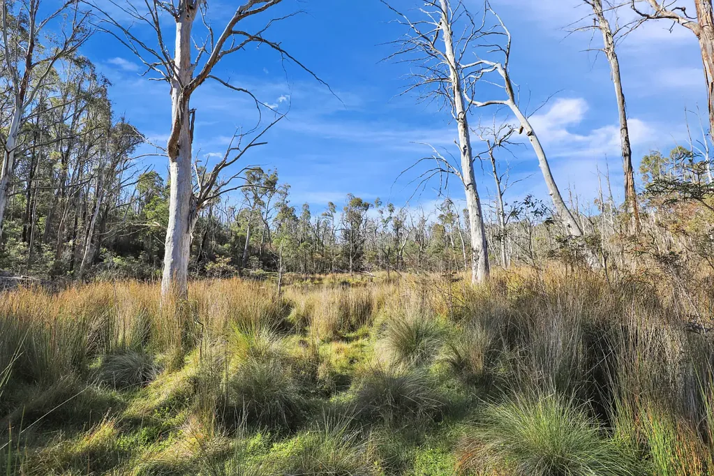 Creewah Recreational or forestry opportunity