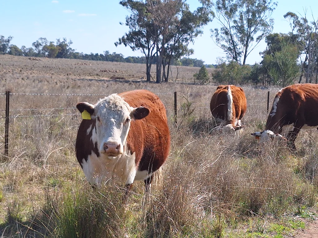 Tomingley 'Koompartoo' Tomingley