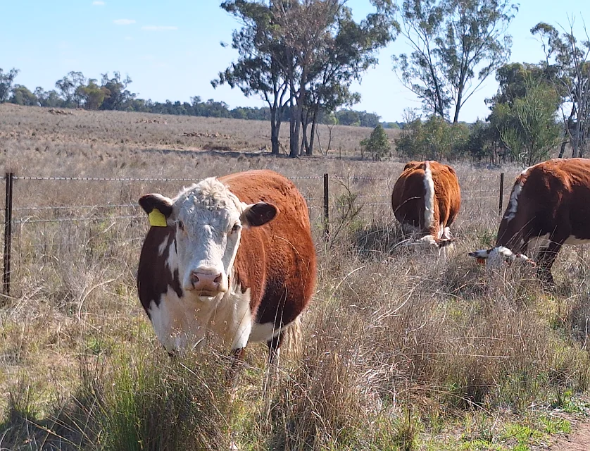 "Koompartoo" 258 Momo Road, Tomingley, North West, 0 ห้องนอน, 0 ห้องน้ำ, Lifestyle Property