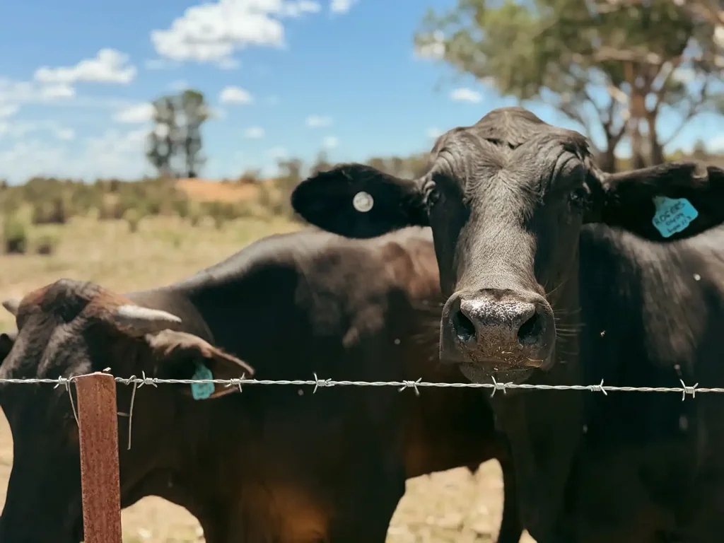 Wyalong  735 Clear Ridge Road, West Wyalong