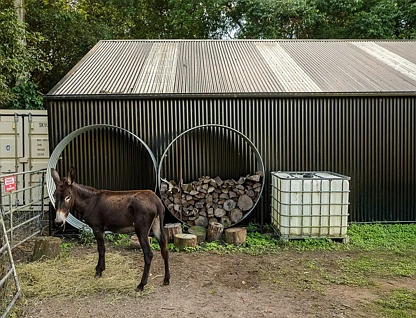 894 Cedar Creek Road, Cedar Creek, Moreton Bay Region, 4房, 2浴, House