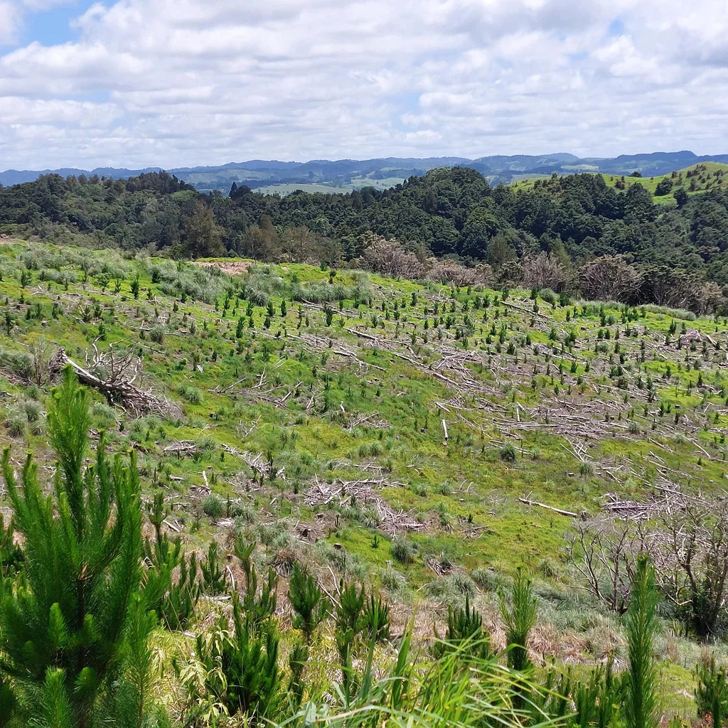 Maungaturoto Pines with a view