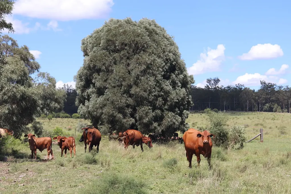 Mundubbera  Auction - Run 170 Breeders Within 30 Mins Mundubbera