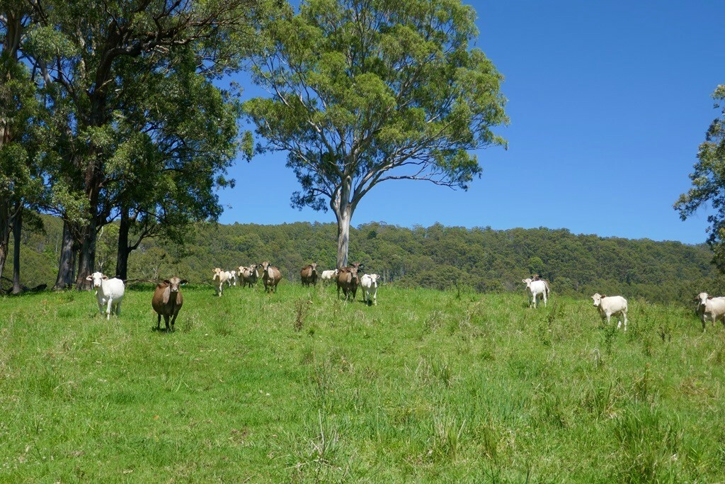 183 SUMMERLAND WAY, KYOGLE NSW 2474, 0 phòng ngủ, 0 phòng tắm, Lifestyle Property