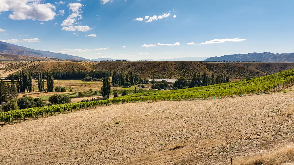 Cromwell Rare opportunity – Your slice of pinot paradise