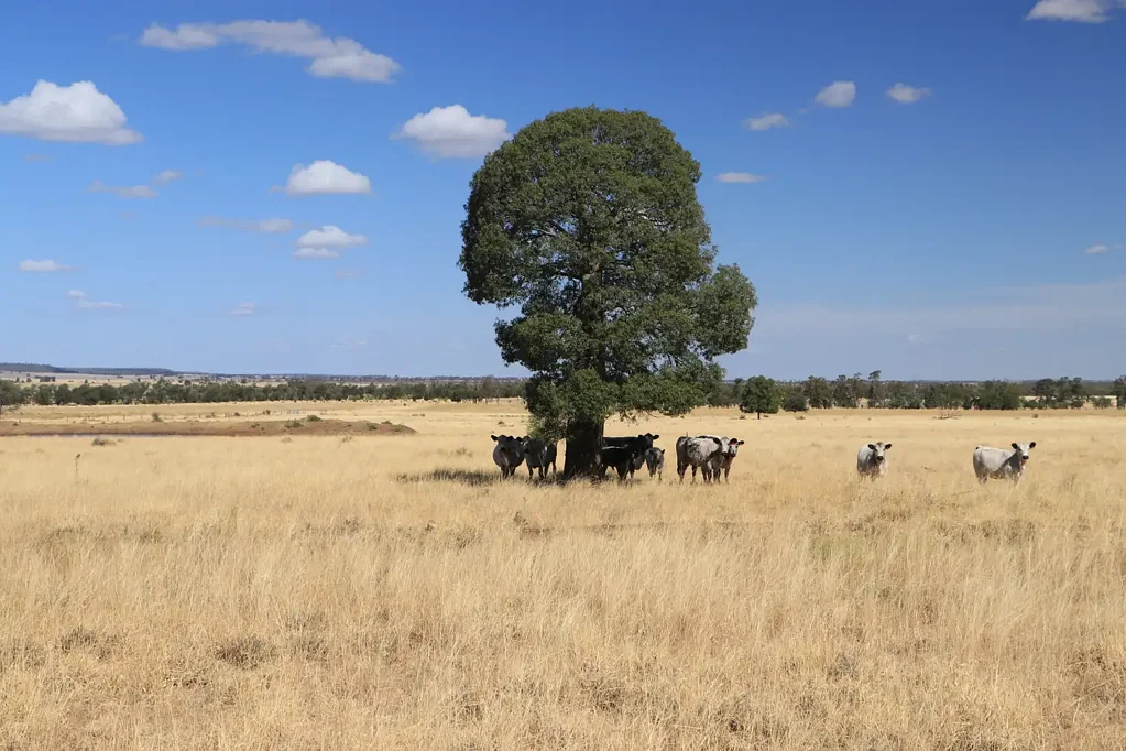 Wallumbilla  "Boonderoo" - Wallumbilla Cattle Country