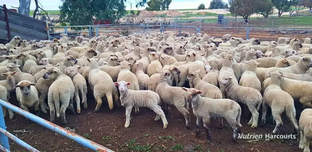 Karlgarin "LOUIS DOWNS"