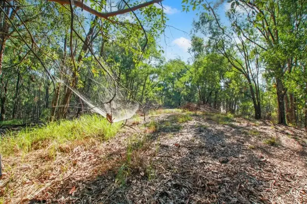 Maudsland REDUCED! BUILD YOUR DREAM HOME  — 65 ACRES, 5 MINUTES FROM CIVILISATION