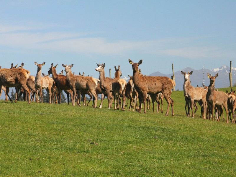 1701 Te Anau Mossburn Highway, Te Anau Surrounds, Southland, 0 Bedrooms, 1 Bathrooms, Grazing