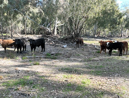 Cumnock Park Brassi Road, Deniliquin, Murray, 3 Kuwarto, 1 Banyo, Lifestyle Property