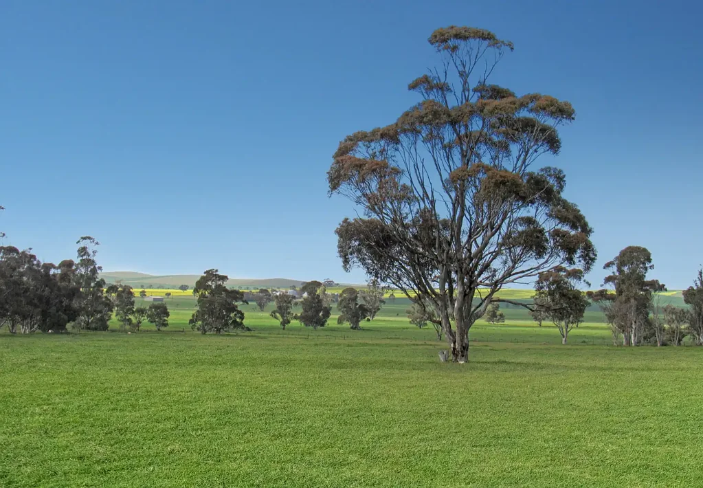 1392 Yongala Vale Road, Sunnybrae, SA 5422
