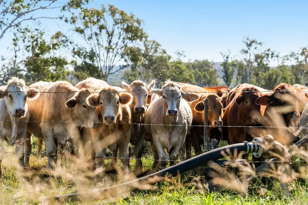Nanango FIRST TIME OFFERED IN 90 YEARS! "CAMDEN" – A South Burnett Legacy of Productivity, Water Security & Family Heritage