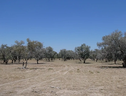 271 River Road, Bourke, North West, 0 ห้องนอน, 0 ห้องน้ำ, Lifestyle Property