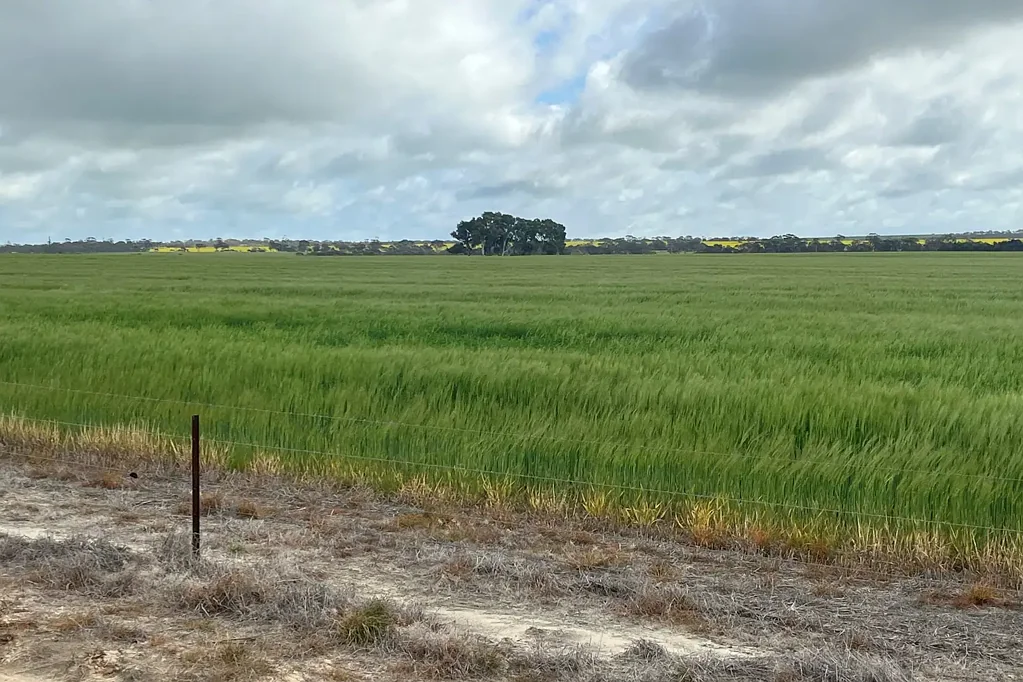 24488 Cousins Road, Cunderdin, WA 6407
