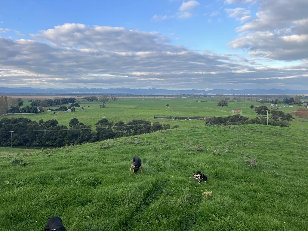 Kaihere  Attractive Rural Sections