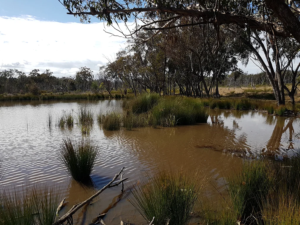 Mosquito Creek Quality Grazing with Options