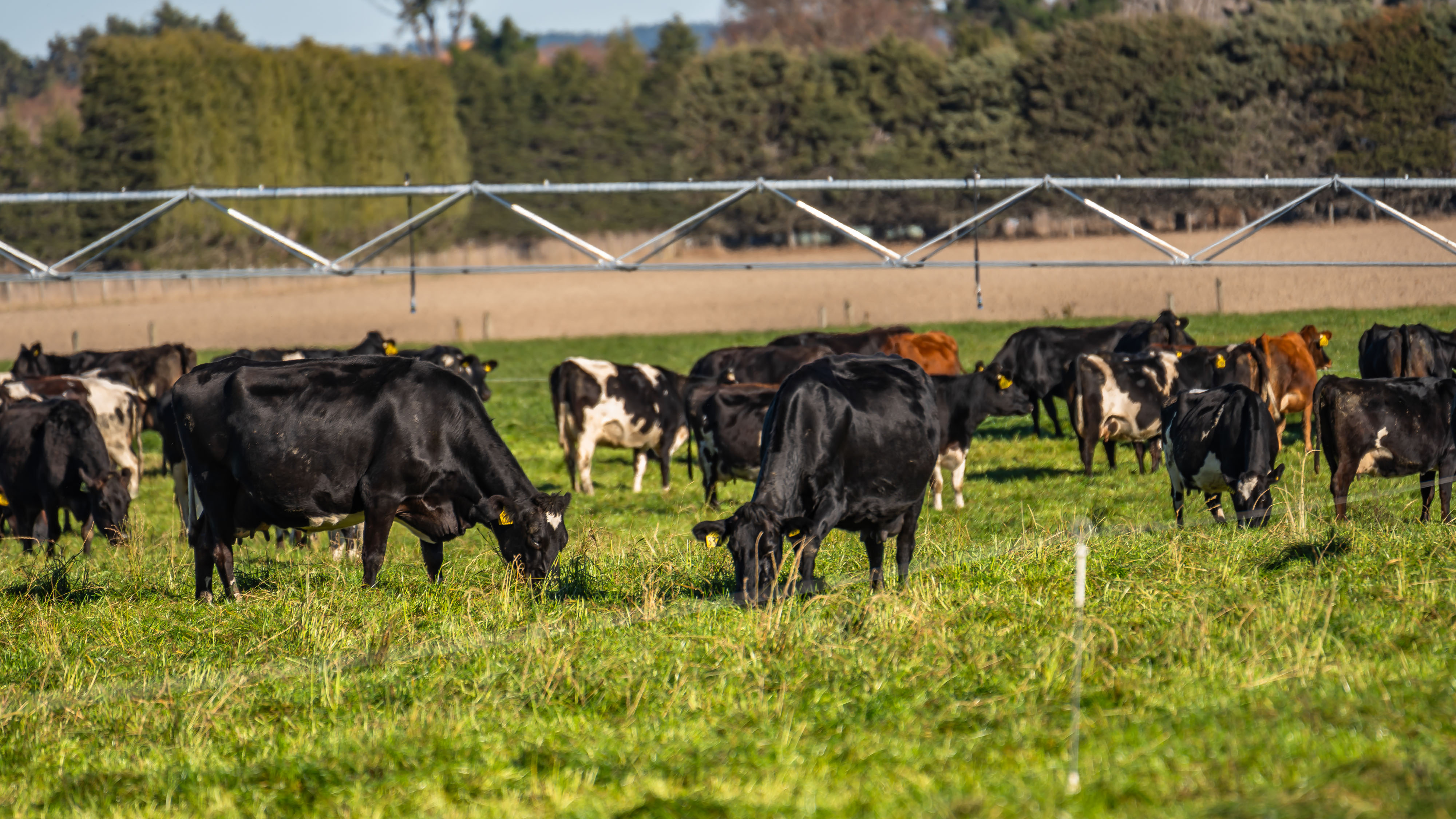 Derretts Road, Hororata, Selwyn, 0 ห้องนอน, 0 ห้องน้ำ, Grazing