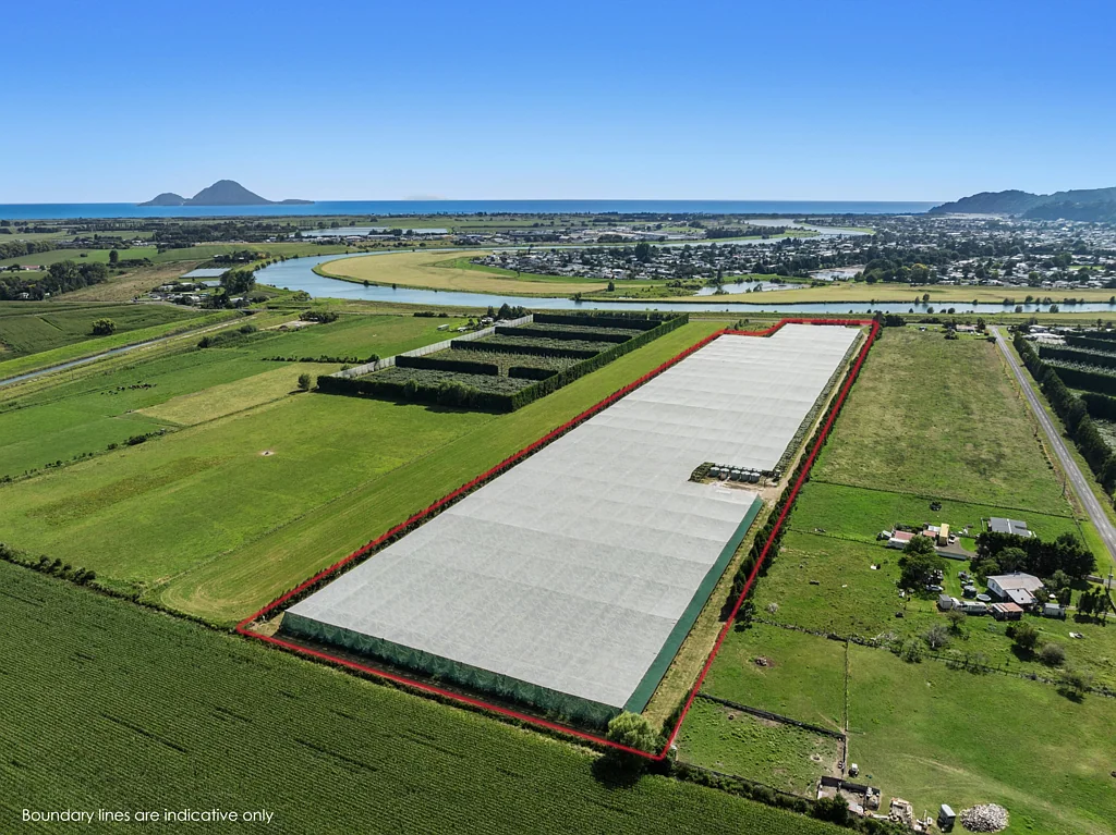 Whakatane Surrounds  Golden vines, exceptional returns