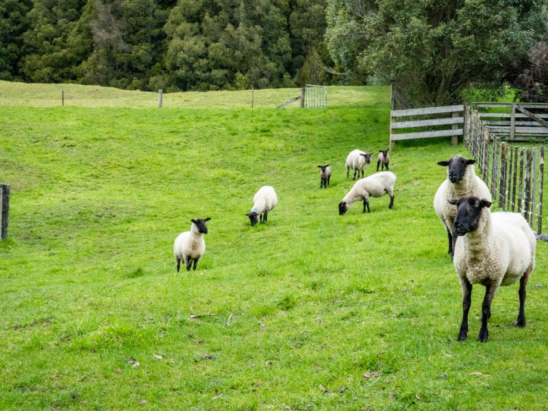 104 Mcphail Road, Oropi, Bay Of Plenty, 0房, 0浴