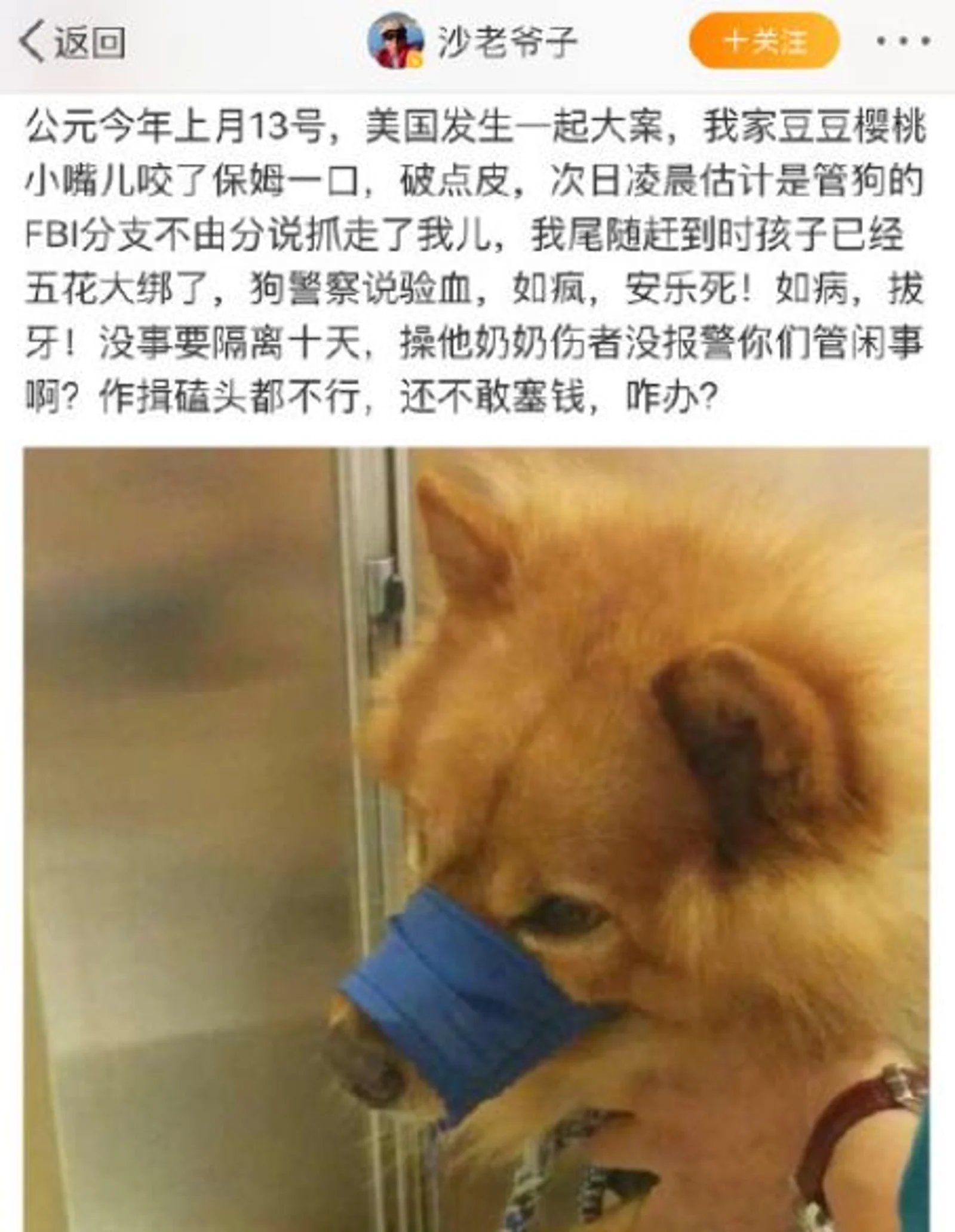 同样是杀死流浪狗，为什么深圳这次没挨骂？