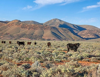 'Wilkatana Station' Wilkatana Road, Yarrah, Outback, 0 غرف, 0 حمامات, Lifestyle Property