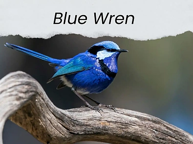 Narromine  Blue Wren Estate lot 4 /134 Dappo Rd
