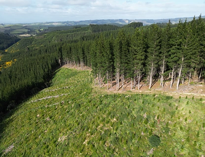 Perry Road, Milton, Clutha, 0 rūma, 0 rūma horoi, Forestry