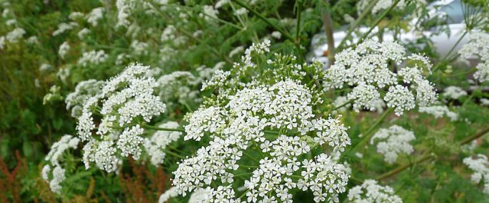 Hemlock (c) Peter L Herring