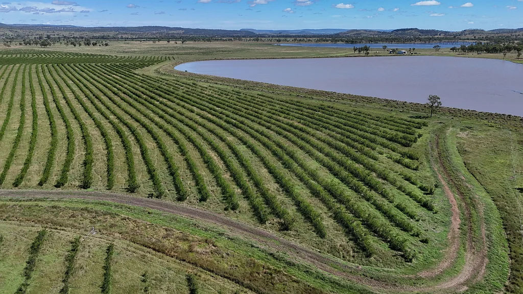 Gayndah  Irrigated Grazing with Leucaena