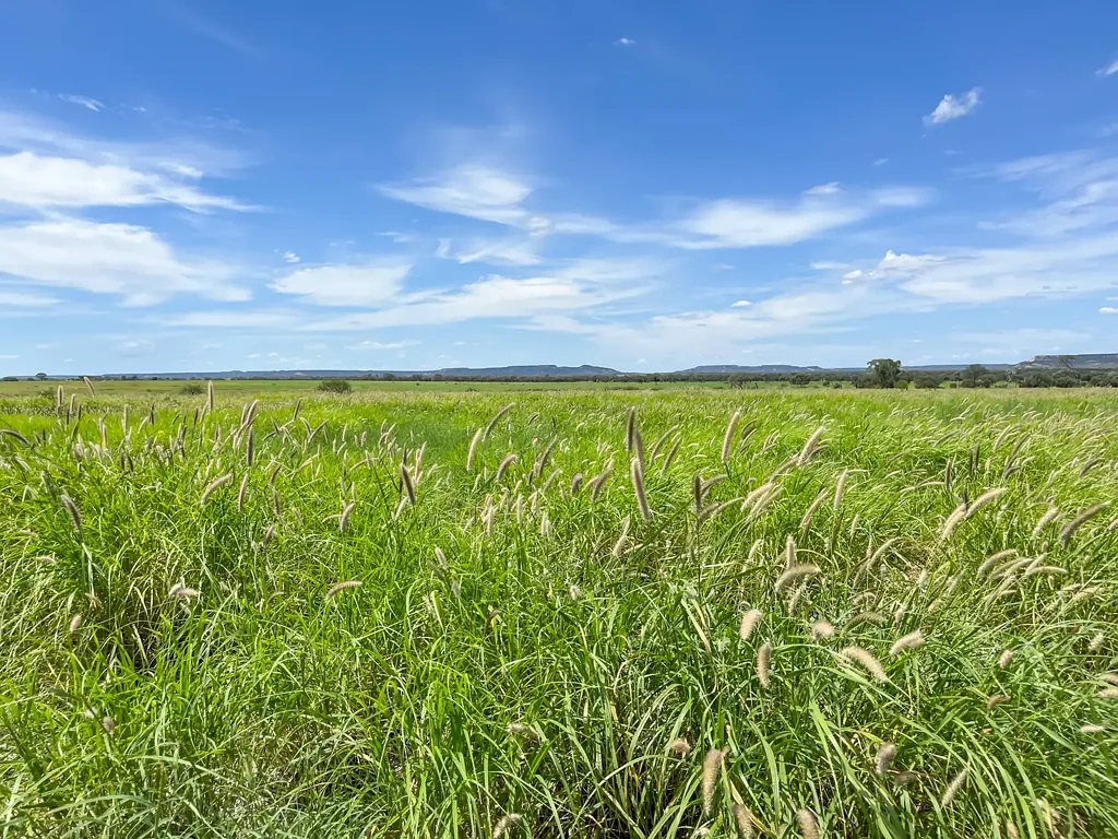 Yaraka Grazing Paradise