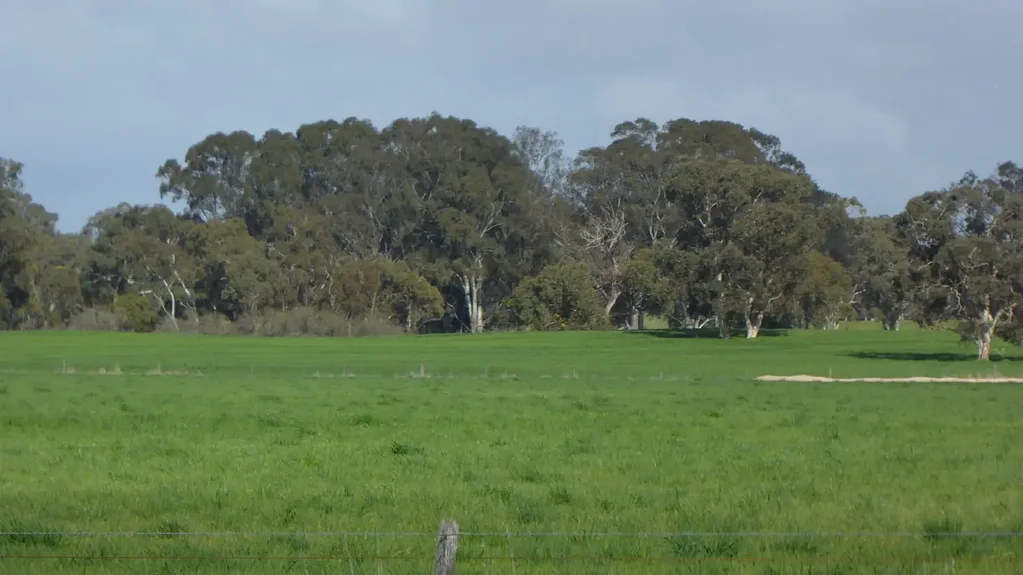 Cadgee  Cropping & Grazing - Walkington Hills Road Cadgee