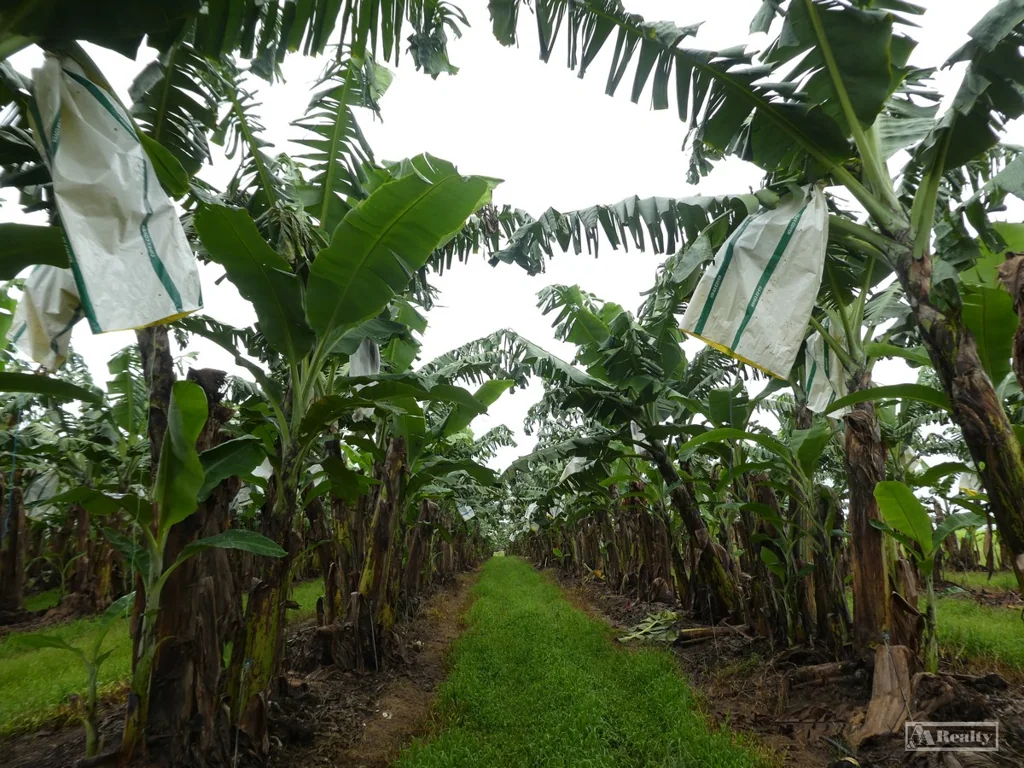Mourilyan 5 TITLES - 85.75 HA