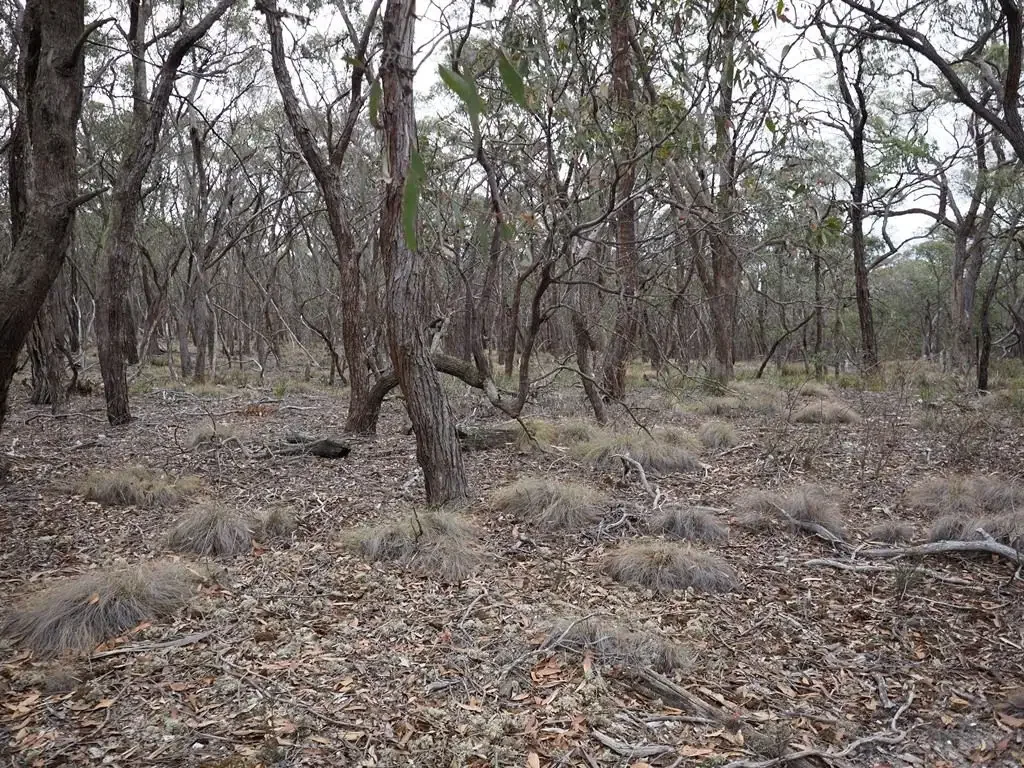 Beaufort 1.00HA (2.47 Acres) Affordable Lifestyle Investment or New Home Site (STCA)