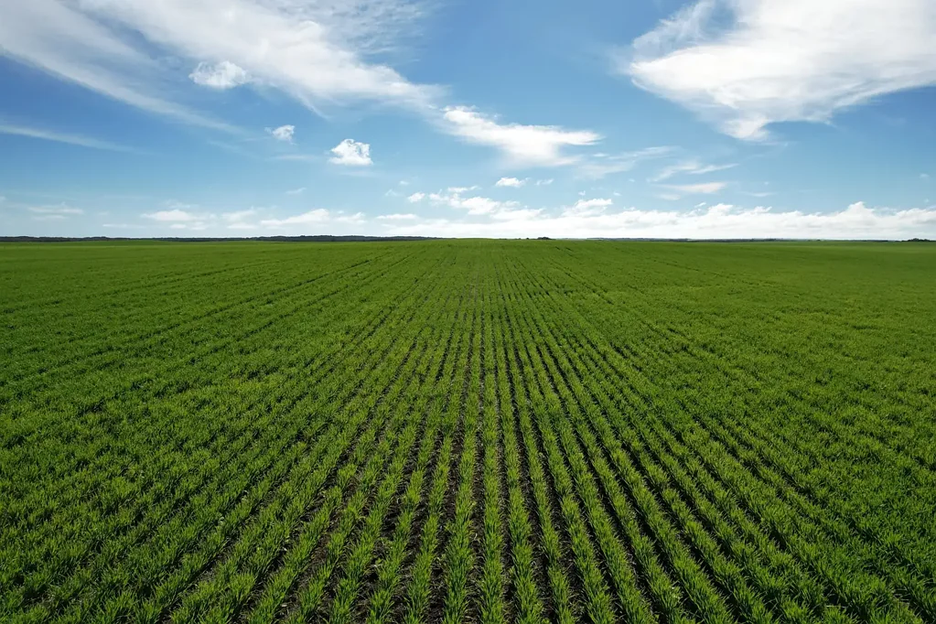 White Hut  Premium Mixed Farming Opportunity on the Yorke Peninsula