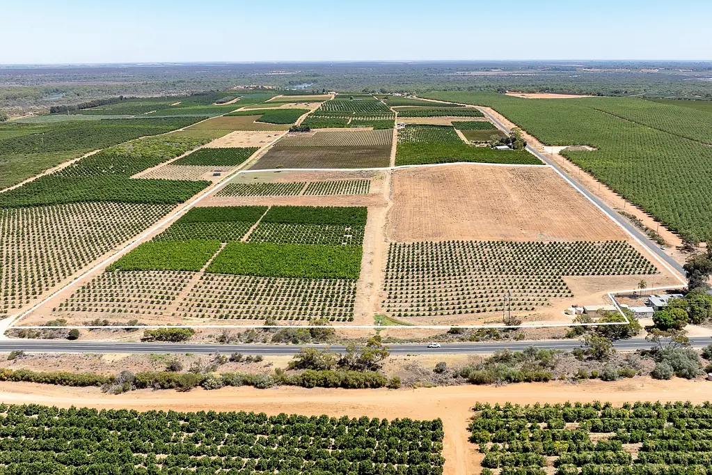 Loxton  Quast Road Citrus Plantation