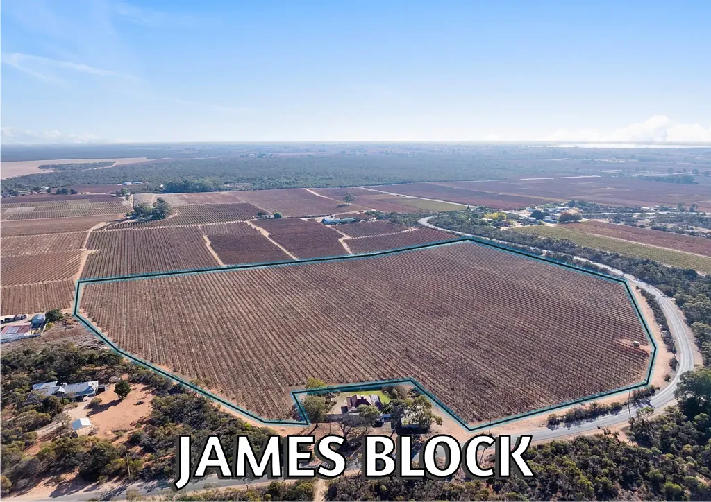 Winkie JAMES BLOCK - must be sold
